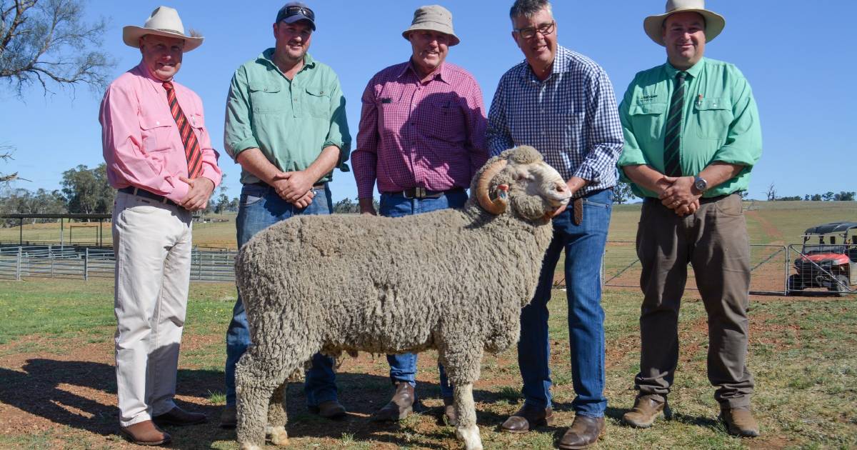 Bidder competition was fierce at Langdene Merinos