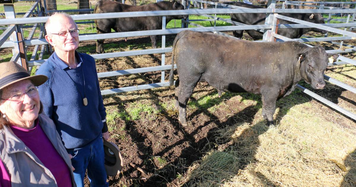 Strong clearance for Reiland Angus at 2023 Spring Bull Sale