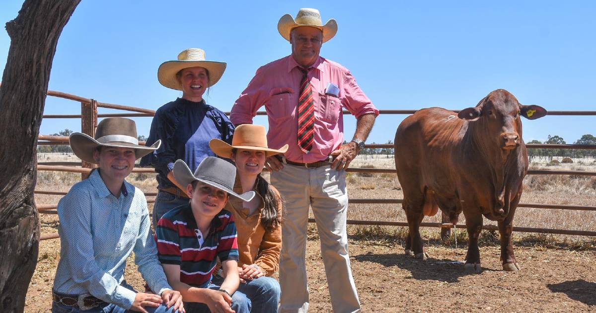 Trio of bulls share top price honours at Canowindra on property sale