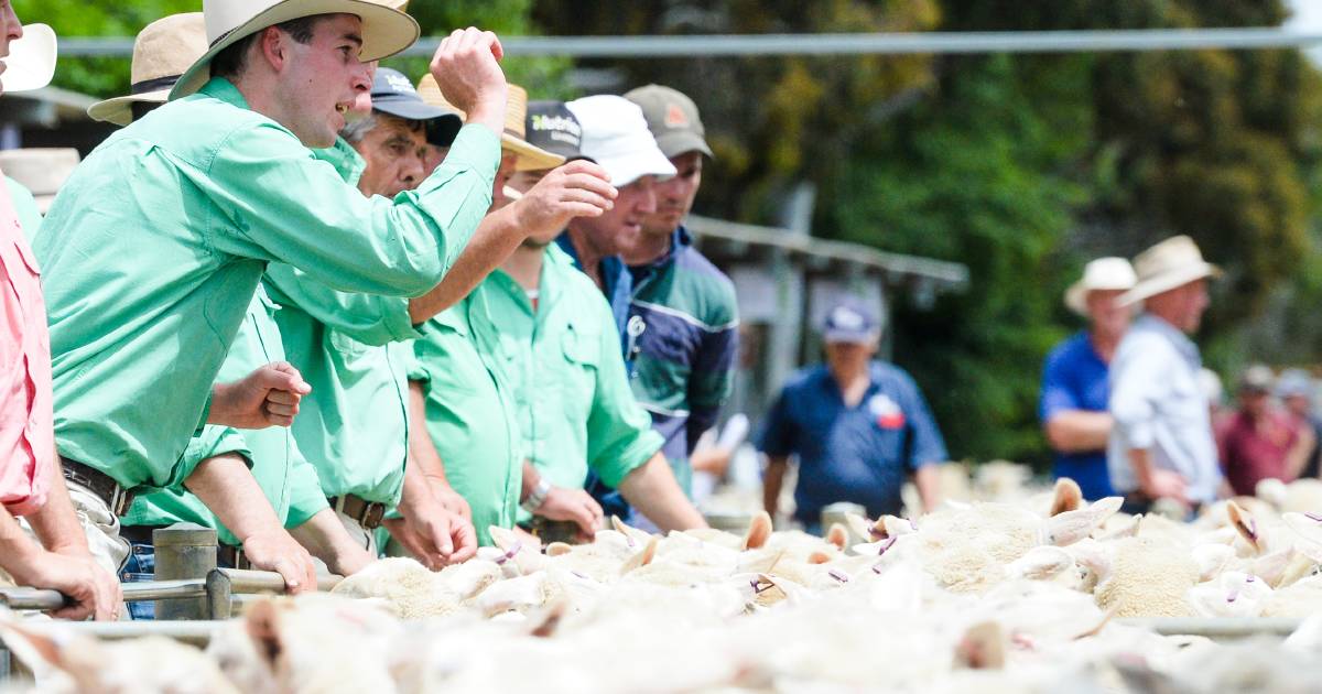 Falling prices cause sheep market reporting shift