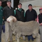 The Grove 2023 bull sale sells six figure bull in first 15 lots | Queensland Country Life