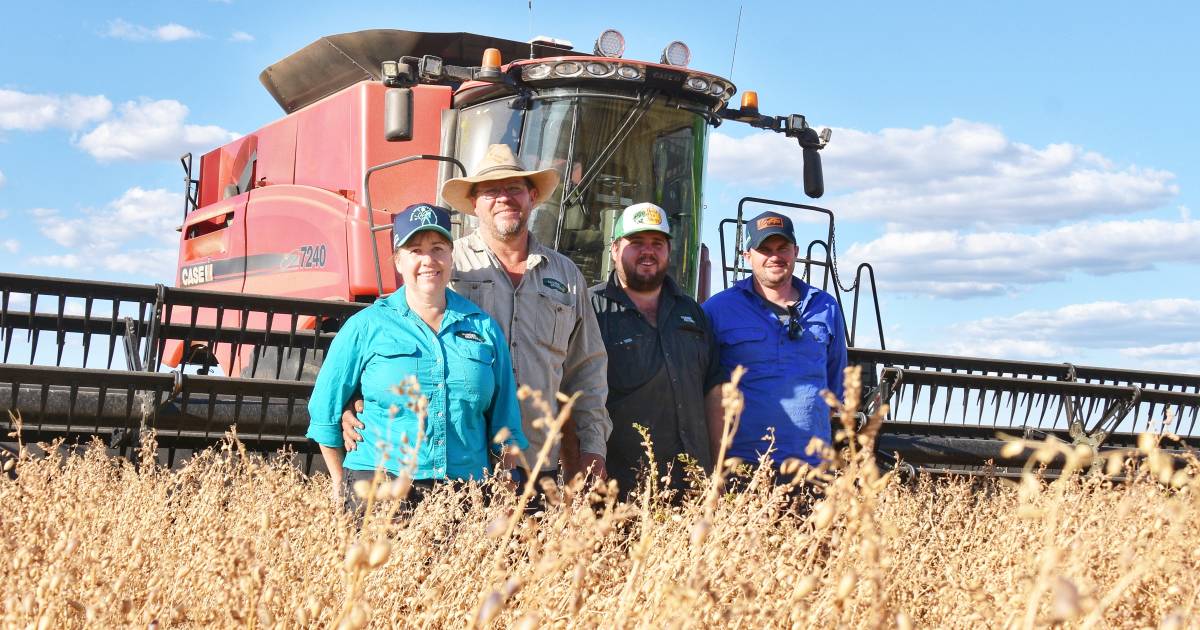 Chickpea harvest underway in central Queensland as demand grows | Queensland Country Life