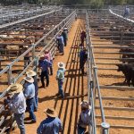 'Trust the dry forecast': seasonal outlook tools to help manage stock numbers