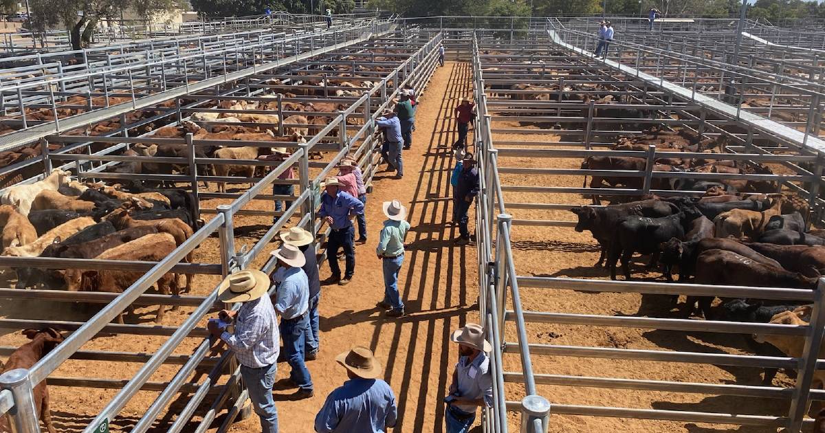 Santa weaner steers make 308c/$755 at Blackall | Queensland Country Life