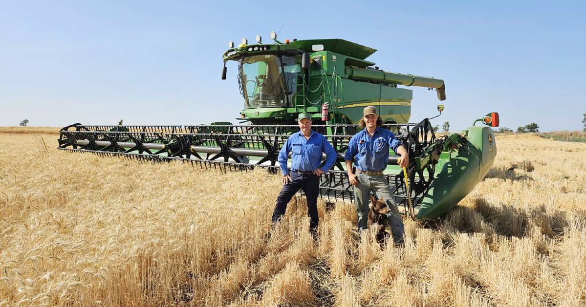 Central Queensland wheat harvest underway, chickpea prices up | Queensland Country Life