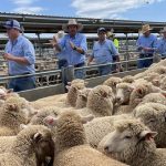 CAB honors Benoit Angus Ranch with seedstock award