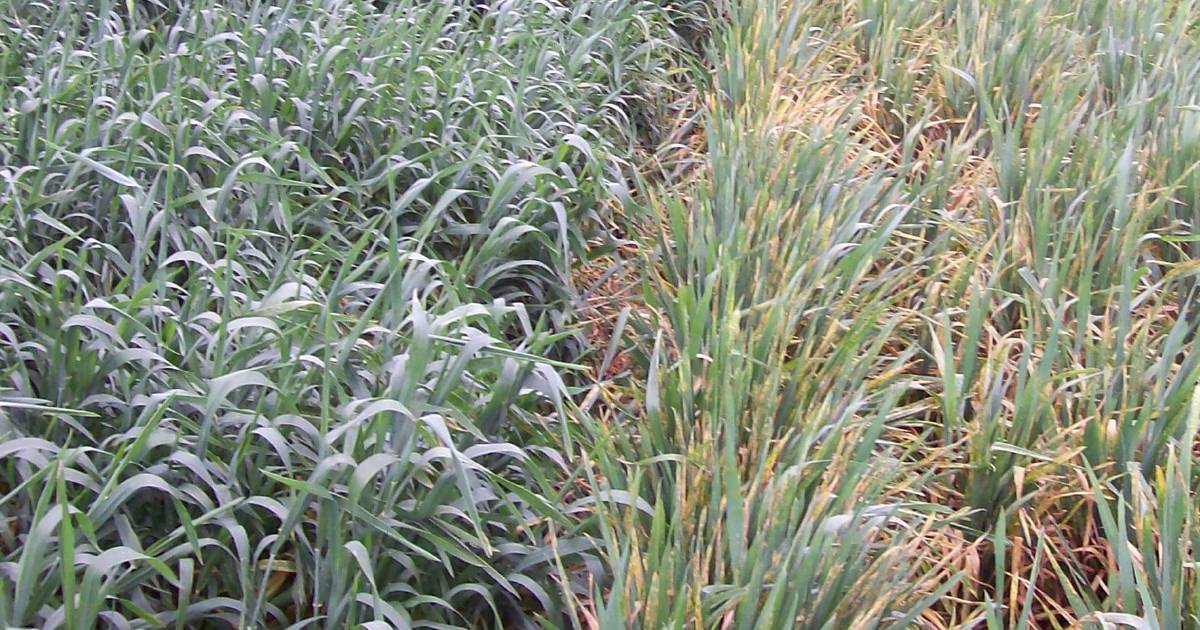 Down to Earth with Bob Freebairn: Crop varieties with best resistance vital | The Land