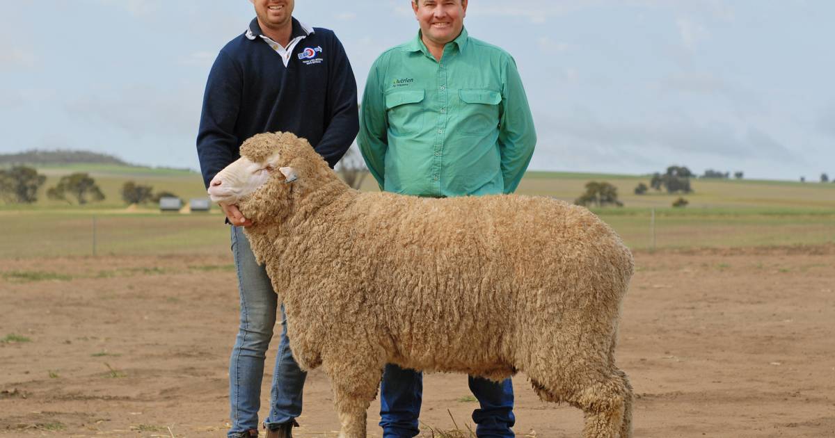 $20,000 Pyramid Poll ram on its way to South Australia | Farm Weekly