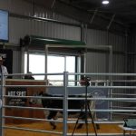 Rams sold to four states at Parkdale SRS Merinos