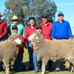 Droughtmaster national bull record obliterated at Glenlands sale