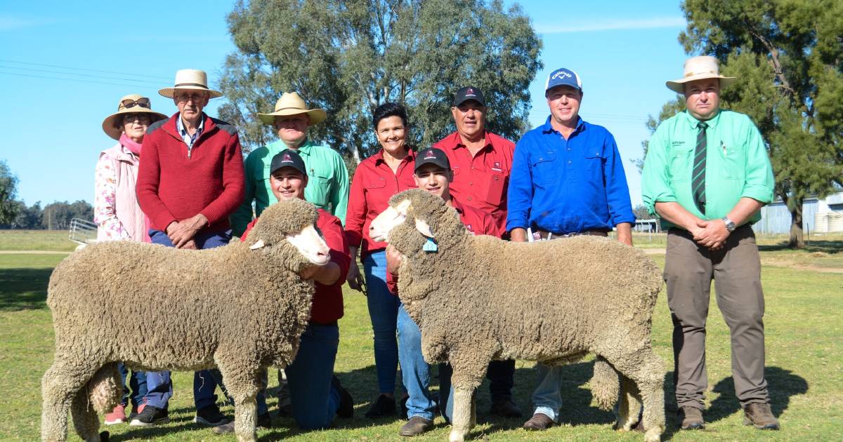 Lachlan Merinos sold rams to long-term buyers in various climates | The Land