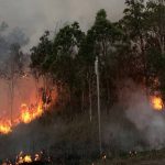 The butterfly effect: Community urged to record rare sightings | The Land