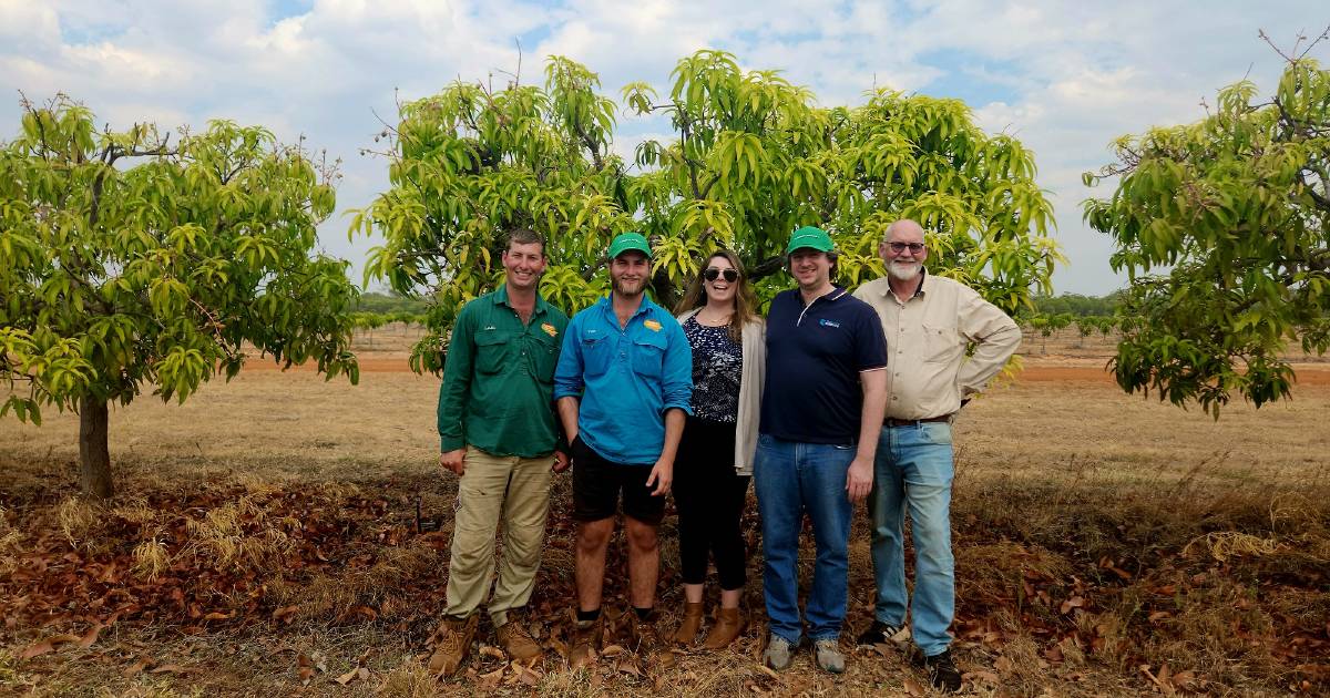 Robotic mango harvester gets big financial kick along