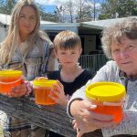 'Safe' chickpea crop sets up a golden year in Central Queensland