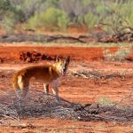 Woolworths Feedlot Trial on the hoof winners announced