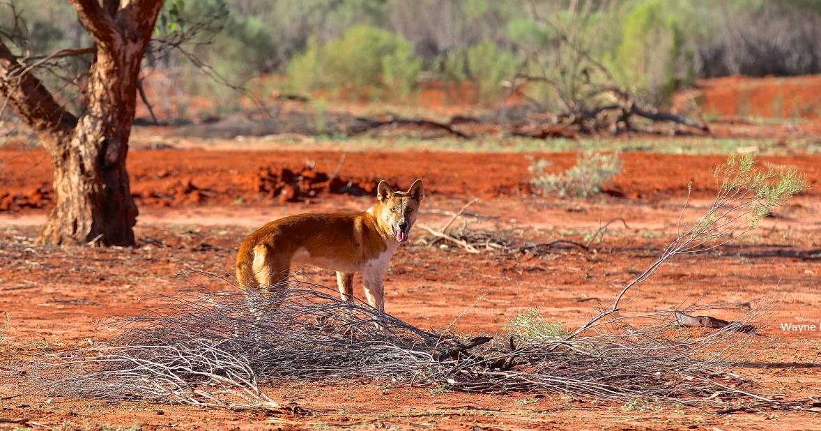 Claims that dingoes control feral cats, foxes is flawed, new research says | Queensland Country Life