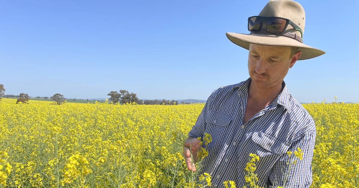 Not so gold finish for canola crop