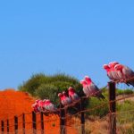 Monto graziers working to improve soil and pasture