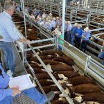 All the photos from day one of the Henty Machinery Field Days