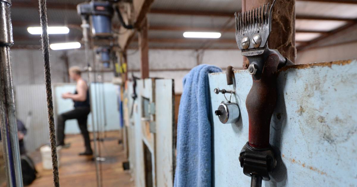 Shearers consider rate drop