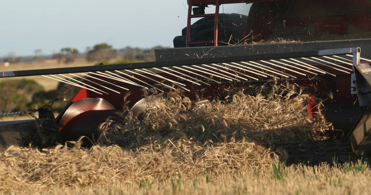 Conditions of crop looking below average, wheat prices uncertain | Farm Weekly