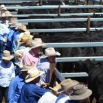 Texas A&M AgriLife extends beef cattle expertise internationally