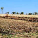 Top price bull heads north to Cloncurry after National Charbray sale