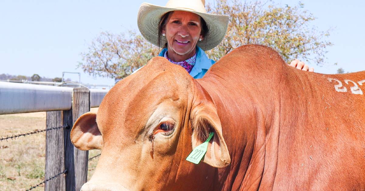 Solo stud principal prepares for instability by watching markets and preparing for drought | Queensland Country Life