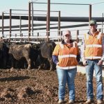 Ken May’s stallion, Axle, jags a first and second at Dalby Stockman’s Challenge & Campdraft | Queensland Country Life