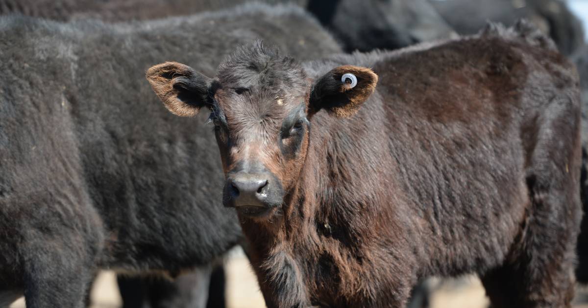 Cows with calves to $1520 at Maitland