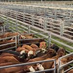 Light weight yearling steers returning to the paddock sell to to 242c at Toowoomba | Queensland Country Life