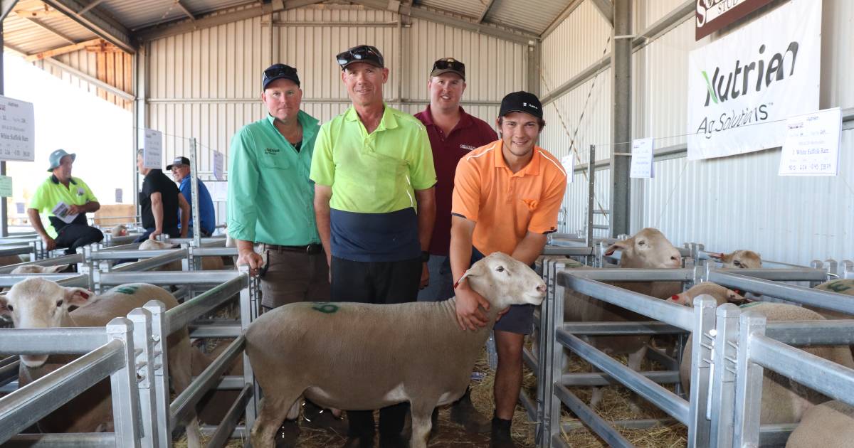 Southdale White Suffolk sells for $1600 top