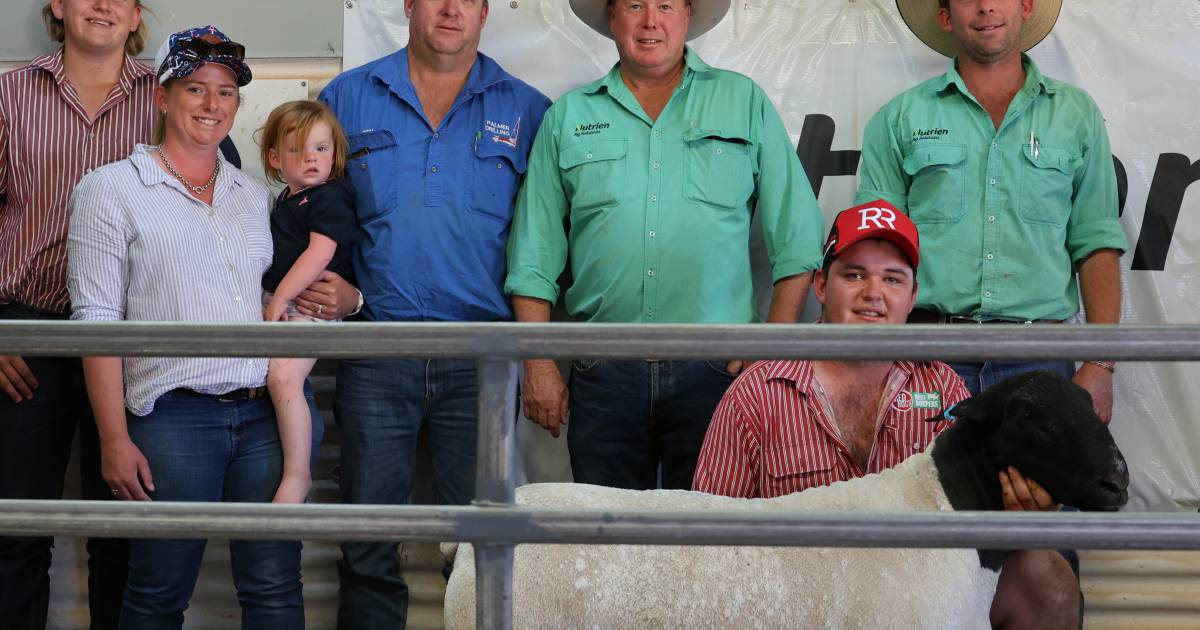 Mt Gipps Dorper sale sold rams to local and intersate buyers | The Land