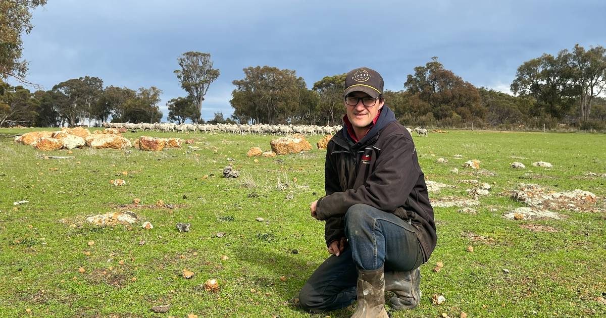 Cunninghams reap rewards of running sheep on poor areas that can't be cropped