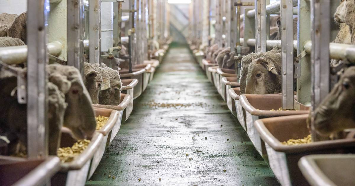 WA live export industry crippled by Labor policy | Farm Weekly