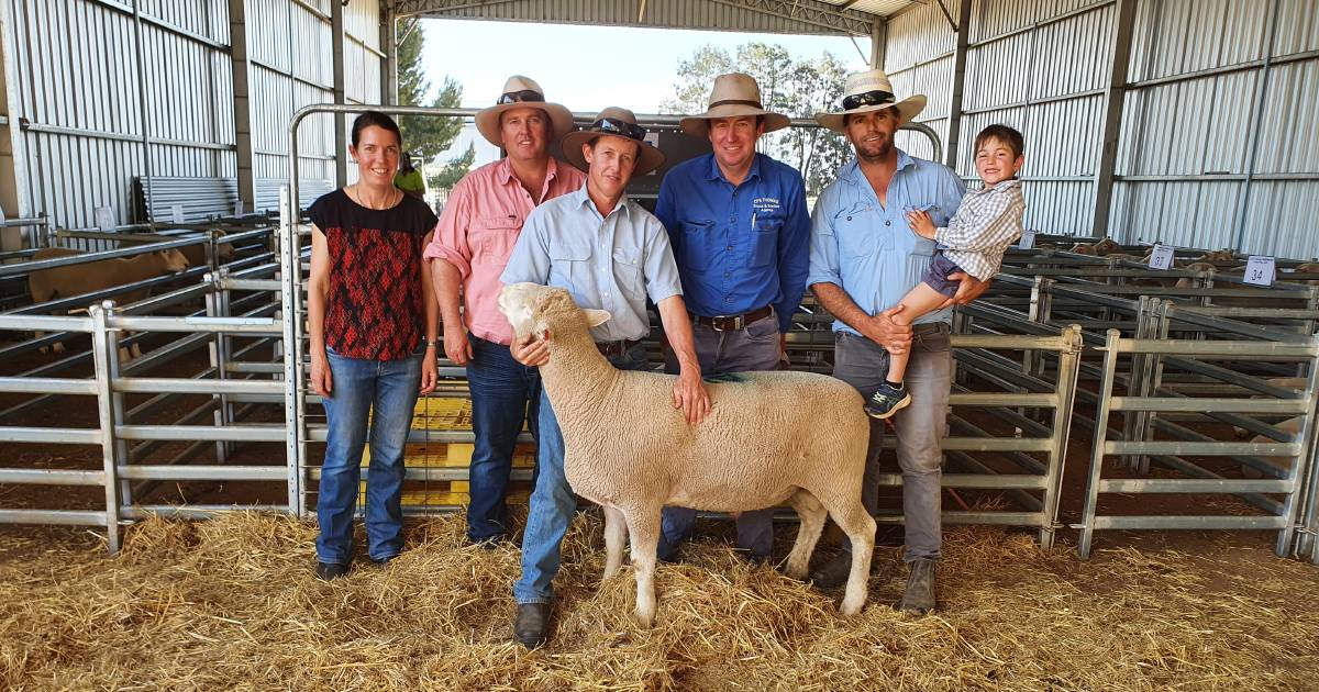 Return buyer purchases majority of rams from Avondale Poll Dorsets sale