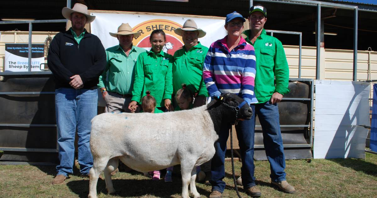 Good demand at Dorper Sheep Society of Australia national sale in Dubbo