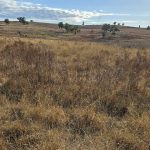 Droughtmaster cows and calves sell for $1330 at Laidley | Queensland Country Life