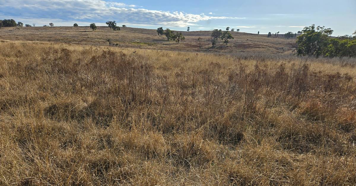 Down to Earth with Bob Freebairn: Better prepared this year for St John’s wort control | The Land