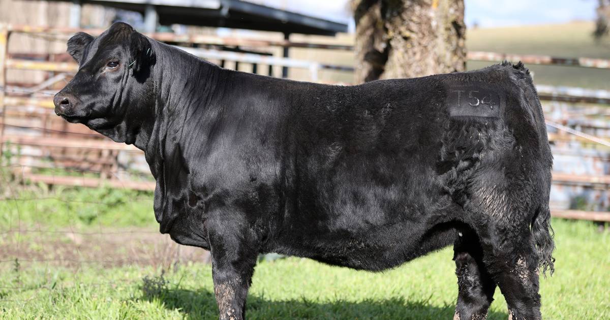 Valley Creek Simmental heifers sell strongly at sale