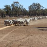 Focusing on fertility and feed