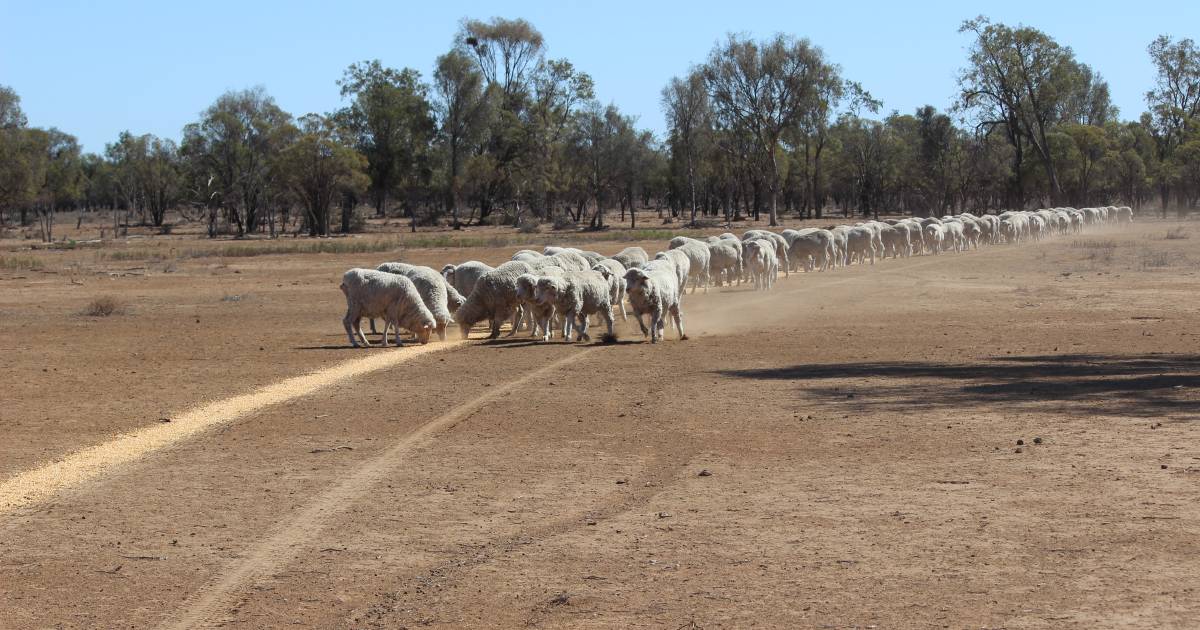 Future Drought Fund final report aimed at reducing duplication, building resilience | North Queensland Register