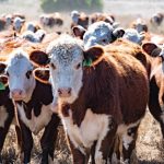 Santa weaner steers make 308c/$755 at Blackall | Queensland Country Life