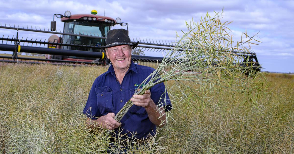 Green light: Queensland canola growers kick off record harvest