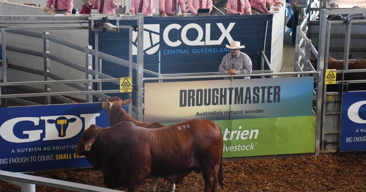 Six figure bull sold on day two of Droughtmaster National Sale