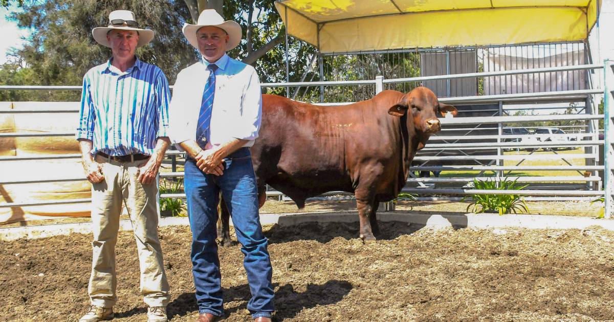 Murgona Invitational Sale attracts interstate interest | Queensland Country Life