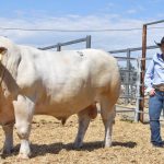 'I've never seen that before': paramedics help trapped calf get 'moo-ving'