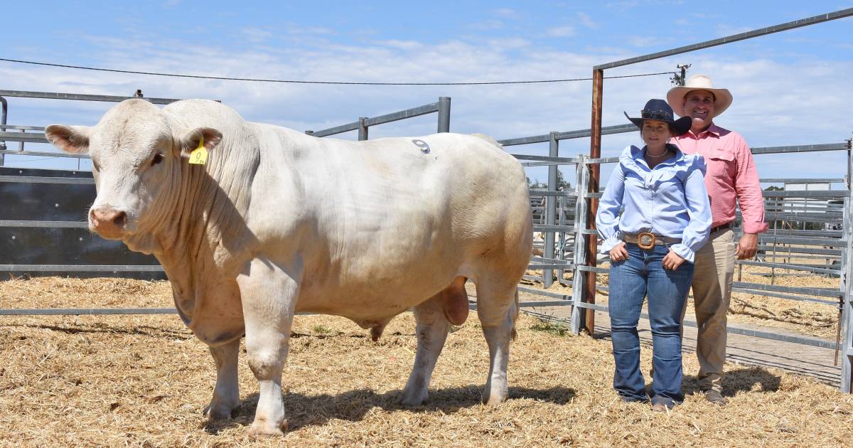 Repeat buyers dominate 4 Ways Charolais and NK Brahmans joint Emerald bull sale