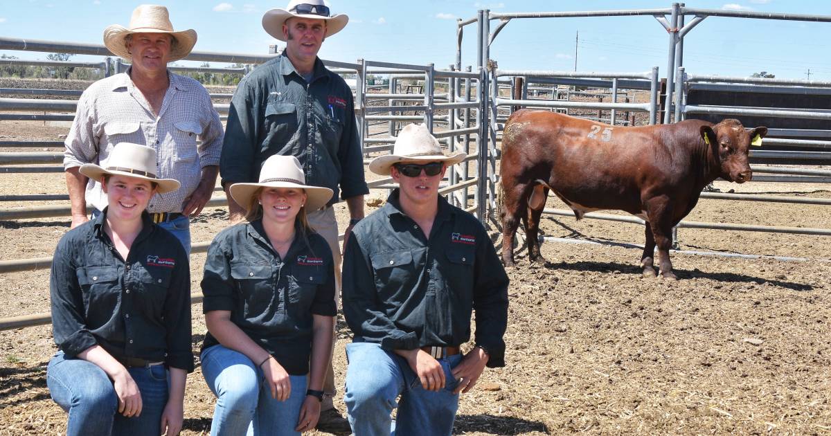 Commercial demand drives full clearance result for Marellan Shorthorns at Emerald