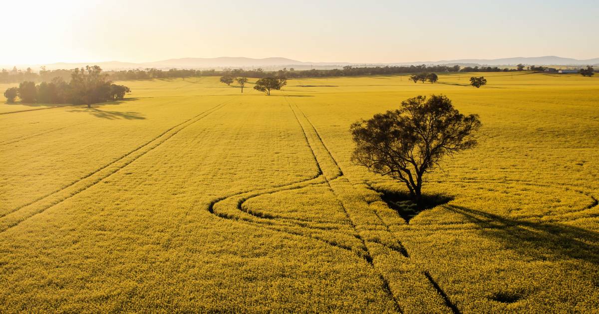 Watch: Up, up and away over the canola fields